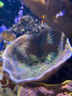 Koraal Turbinaria mesenterina “small polyps” - handgroot, Overige typen, Zoutwatervis