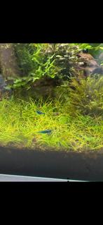 Blauwe garnaal, Dieren en Toebehoren, Vissen | Aquariumvissen, Kreeft, Krab of Garnaal