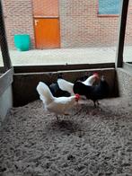 Jonge krielhennen leghorn en Rijnlander, Dieren en Toebehoren, Pluimvee, Vrouwelijk, Kip