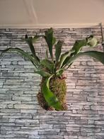 Hertshoorn op kurk XL +- 60cm, Huis en Inrichting, Kamerplanten, Overige soorten, Minder dan 100 cm, Groene kamerplant, Halfschaduw