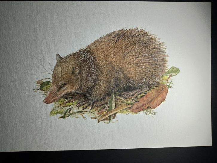 Tenrek, Verzamelen, Foto's en Prenten, Zo goed als nieuw, Prent, Dier, 1980 tot heden, Verzenden