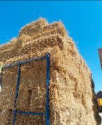 Stro kleine balen oogst 2025, Dieren en Toebehoren, Dierenvoeding, Ophalen, Vee