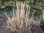 Gratis bamboe planten: niet woekerend, Ophalen, Bloeit niet, Overige soorten, Halfschaduw