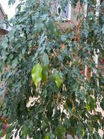 Ficus Benjamina Grote Kamerplant, Huis en Inrichting, Ophalen, Ficus, Halfschaduw, In pot