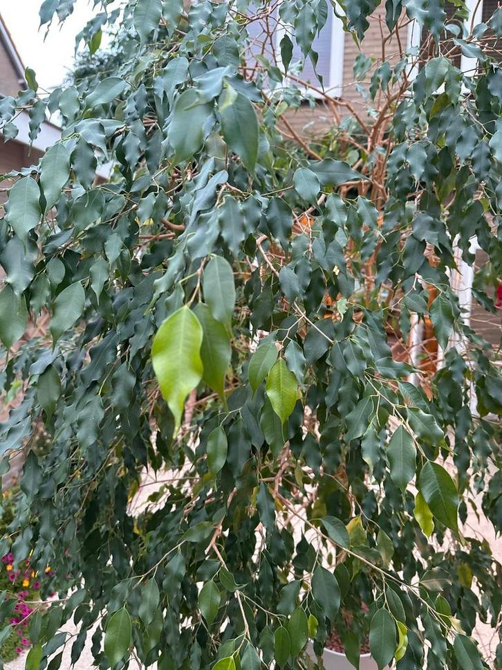 Ficus Benjamina Grote Kamerplant, Huis en Inrichting, Kamerplanten, Ficus, 150 tot 200 cm, Groene kamerplant, Halfschaduw, In pot