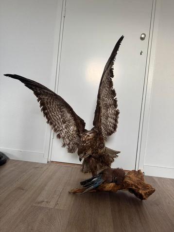 Opgezette buizerd met vlaamse gaai prooi beschikbaar voor biedingen