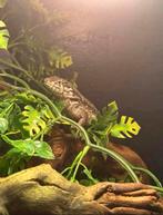 Krulstaart hagedis / Leiopophalus carinatus, Hagedis