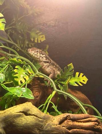 Krulstaart hagedis / Leiopophalus carinatus beschikbaar voor biedingen
