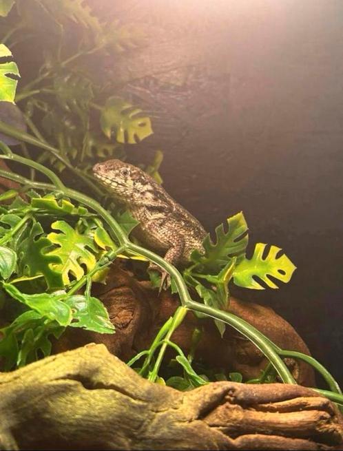 Krulstaart hagedis / Leiopophalus carinatus, Dieren en Toebehoren, Reptielen en Amfibieën, Hagedis
