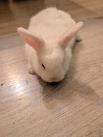 Lief mannetjes konijn 8 weken oud, Dieren en Toebehoren, Konijnen, Mannelijk, Dwerg
