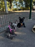 Twee Franse Bulldog meisjes – Unieke kleuren, Dieren en Toebehoren, Rabiës (hondsdolheid), 8 tot 15 weken, Teef, Bulldog