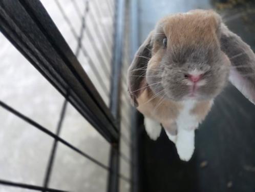 Gouden plekje voor Momo gezocht, Dieren en Toebehoren, Konijnen, Mannelijk