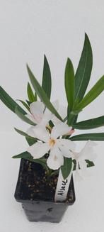 Nerium oleander Elsace Wit, Ophalen of Verzenden, Zomer, Overige soorten, Volle zon