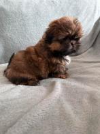 Schitterend nestje raszuivere mini Shih Tzu pups, Rabiës (hondsdolheid), 8 tot 15 weken, Meerdere, Nederland