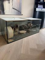 Hamster plus groot hok, Dieren en Toebehoren, Knaagdieren, Juni, Vrouwelijk, Hamster