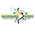 Baardmannetje - Panurus biarmicus, Meerdere dieren, Wildzangvogel, Geringd