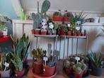 Verschillende Cactussen - Cactus / Vetplant / Euphorbia, Huis en Inrichting, Kamerplanten, Cactus, Minder dan 100 cm, Halfschaduw