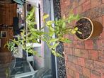 Tomatenplant 60cm, Ophalen of Verzenden, Vaste plant, Groenteplanten, Volle zon