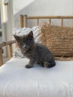 Kittens 9 weken oud ragdoll, Meerdere dieren, Ontwormd, 0 tot 2 jaar