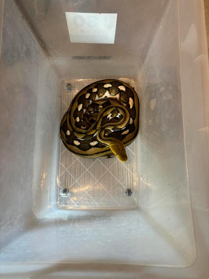 0.1 sd retic sunfire tiger het albino