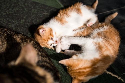 Schattige kittens, Dieren en Toebehoren, Katten en Kittens | Overige Katten, Meerdere dieren