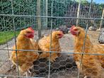Gratis jonge Orpington haan, Dieren en Toebehoren, Pluimvee, Mannelijk, Kip
