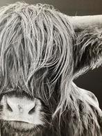 Canvas zwart wit Schotse Hooglander, Ophalen, Zo goed als nieuw, Foto of Poster, 75 cm of meer