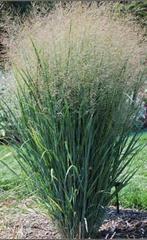 GROTE PANICUM NORTHWIND in kuip., Tuin en Terras, Ophalen, Volle zon, Vaste plant, Siergrassen
