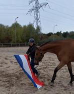 Trailerlaadtraining | probleemgedrag bij paarden, Ophalen, Nieuw, Overige typen