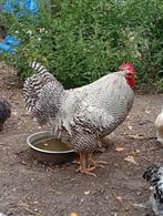 Pluimvee, Dieren en Toebehoren, Mannelijk, Kip