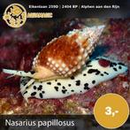 slak, Slak of Weekdier, Zoutwatervis