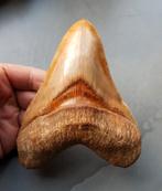 *high end* Megalodon tand 14,5cm, Ophalen of Verzenden, Fossiel