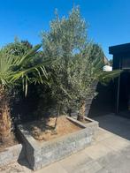 Olijf boom, Tuin en Terras, Planten | Bomen, Ophalen, Volle zon, Olijfboom, 400 cm of meer