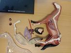 Vision horse anatomy model / paard organen & skelet, Ophalen of Verzenden, Gebruikt, Puzzelen