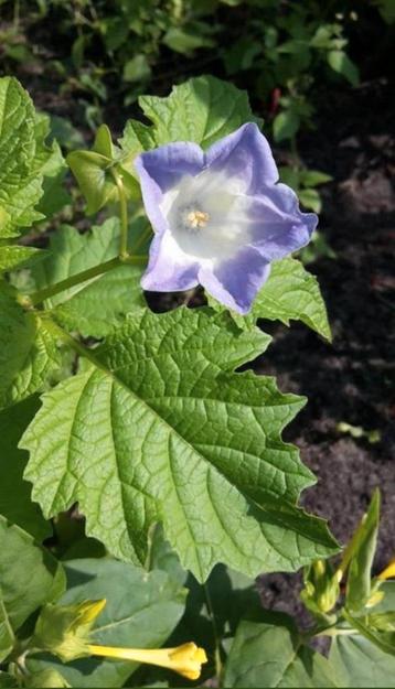 Nicandra physalodes - Zegekruid zaden  beschikbaar voor biedingen