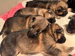 Duitse herder pups, Dieren en Toebehoren, Honden | Herdershonden en Veedrijvers, 8 tot 15 weken, CDV (hondenziekte), Meerdere
