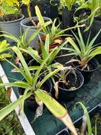 Jonge Ananasplant in Pot, Volle zon, Vaste plant, Ophalen of Verzenden, Bloeit niet