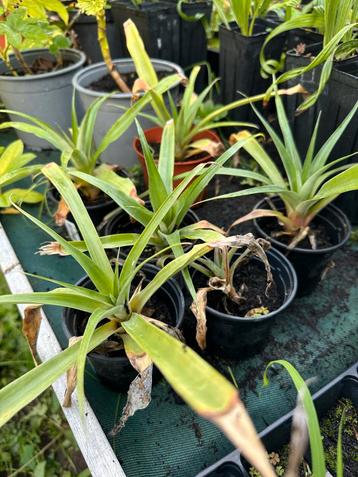 Jonge Ananasplant in Pot beschikbaar voor biedingen