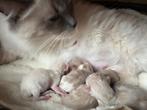 Ragdoll kittens, Dieren en Toebehoren, Katten en Kittens | Raskatten | Langhaar, Meerdere dieren, Ontwormd, 0 tot 2 jaar