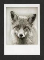 Vos Vulpes Vulpes Zwartwit., Verzamelen, Ansichtkaarten | Dieren, Ophalen of Verzenden, 1980 tot heden, Ongelopen, Wild dier