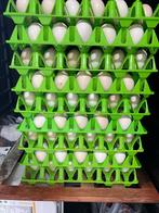 100 verse broedeieren van de Usa zijdehoen zijdehoender, Dieren en Toebehoren, Pluimvee, Geslacht onbekend, Kip