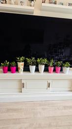 Veel planten Crassula Ovata te koop met potten, Huis en Inrichting, Kamerplanten, Ophalen, Halfschaduw, Minder dan 100 cm