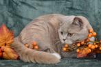 Fawn tortie British Shorthair DBE program (r 03), Kater, Gechipt, 0 tot 2 jaar