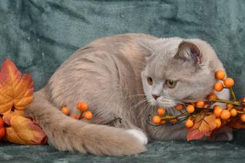 Fawn tortie British Shorthair DBE program (r 03) beschikbaar voor biedingen