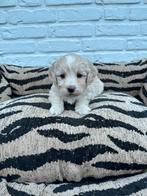 Maltipoo pups, maltezer x toy poedel, Parvo, Nederland, Overige rassen, 8 tot 15 weken