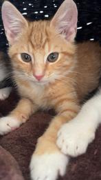 Kittens te koop (2 katers en 1 poes), Dieren en Toebehoren, Katten en Kittens | Overige Katten, Meerdere dieren, Kortharig, 0 tot 2 jaar