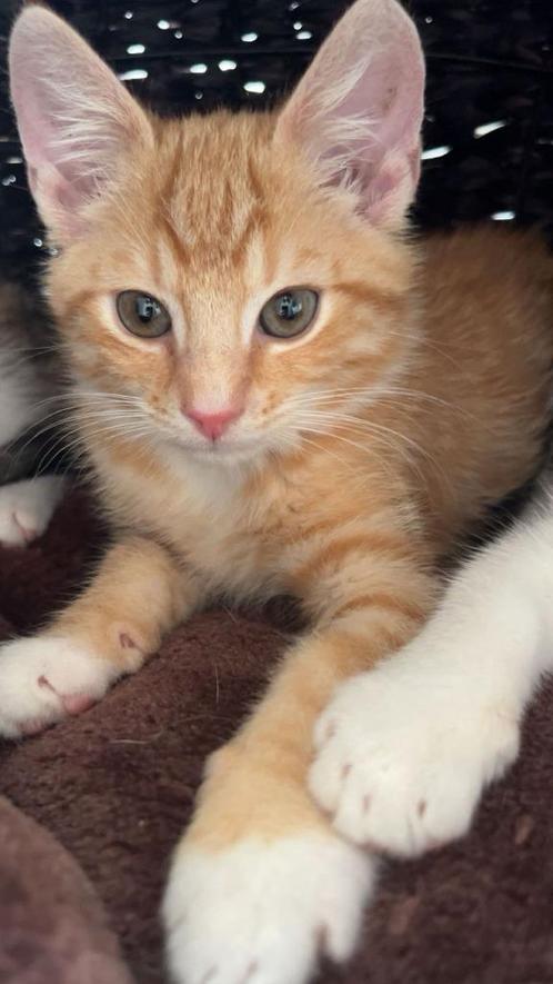 Kittens te koop (2 katers en 1 poes), Dieren en Toebehoren, Katten en Kittens | Overige Katten, Kortharig, Meerdere dieren, 0 tot 2 jaar