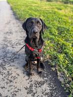 Labrador 10 maanden, Dieren en Toebehoren, 15 weken tot 1 jaar, Reu, CDV (hondenziekte), Labrador retriever