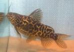 Synodontis schoutedeni, Dieren en Toebehoren, Vis, Zoetwatervis