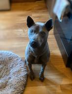 Thaise Ridgeback hond te koop thai ridgeback dog, Dieren en Toebehoren, Eén hond, 3 tot 5 jaar, Rabiës (hondsdolheid), Nederland
